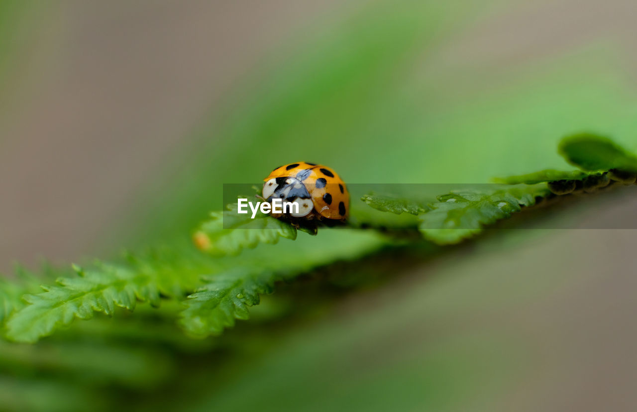 LADYBUG ON A LEAF