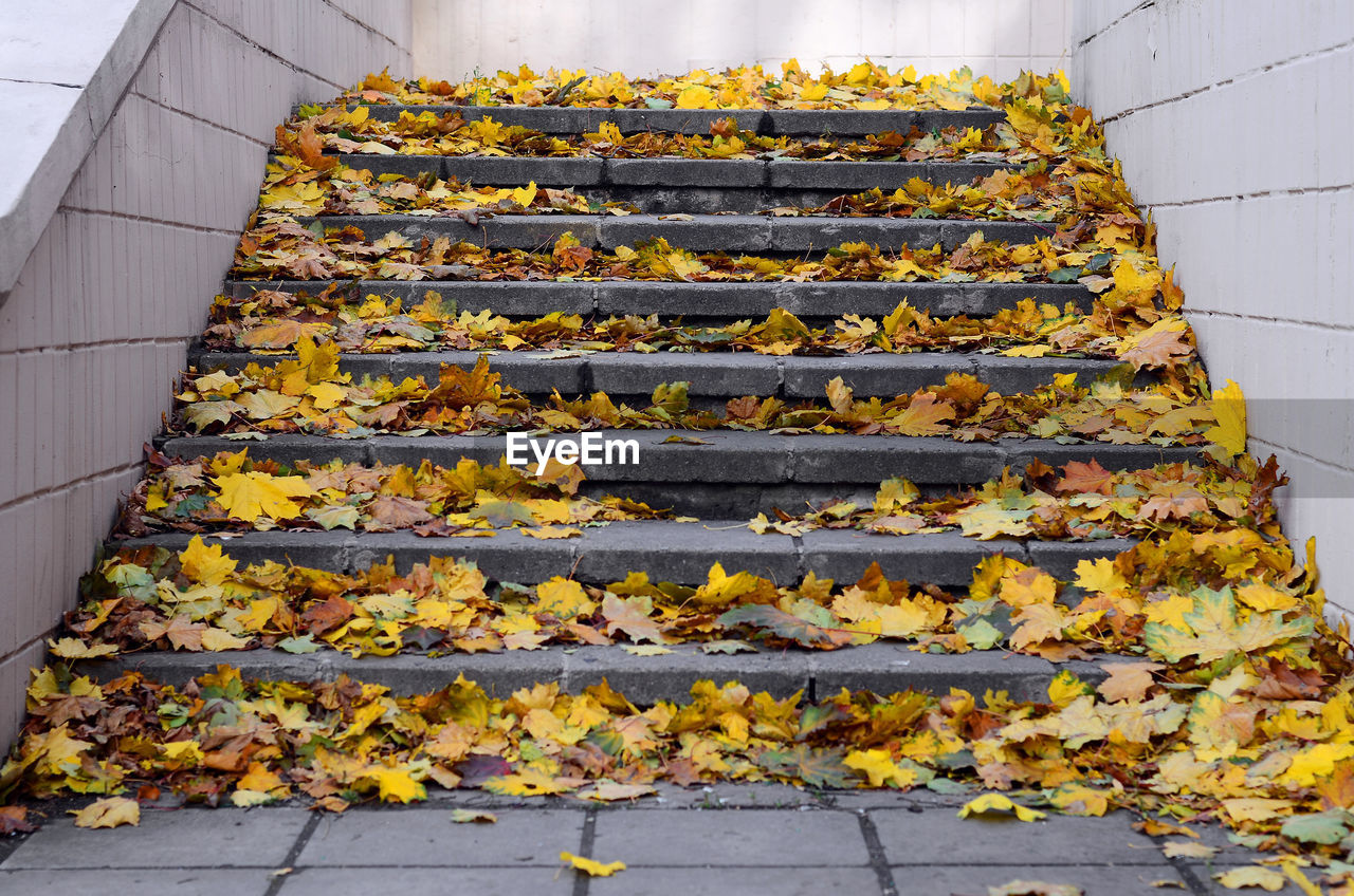 HIGH ANGLE VIEW OF YELLOW AUTUMN LEAVES ON STEPS