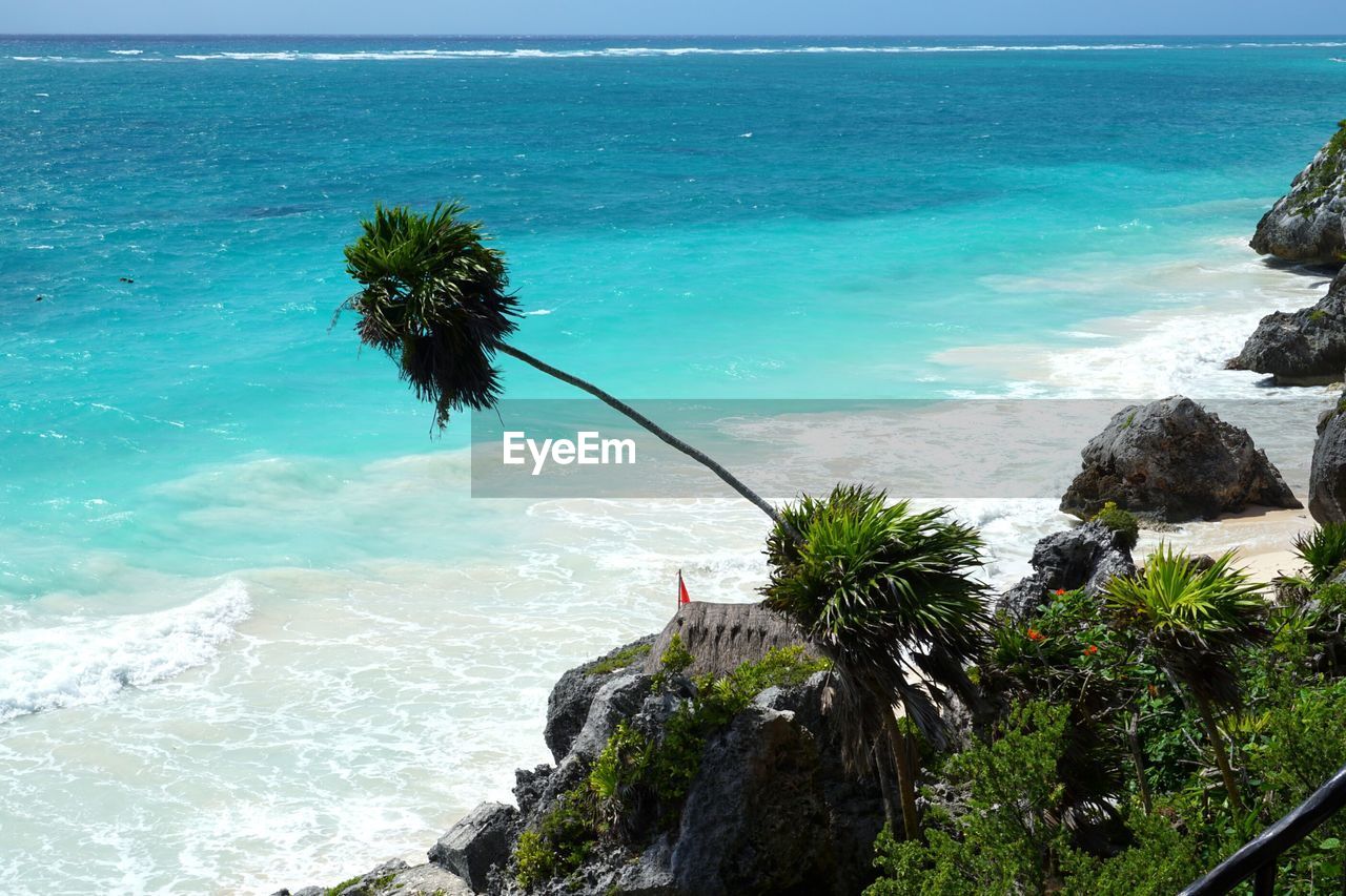 PALM TREE ON BEACH AGAINST SKY