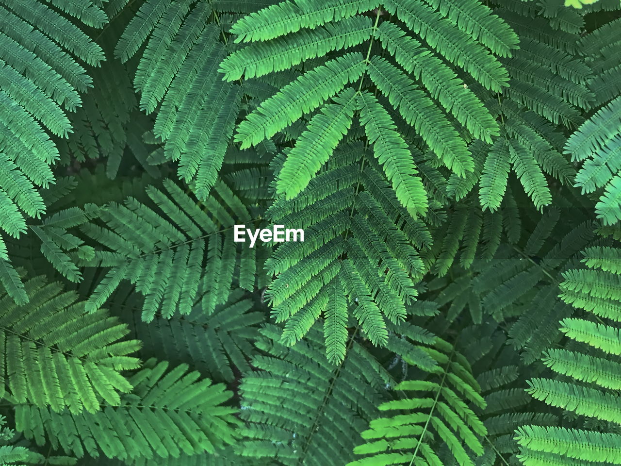 Full frame shot of green leaves