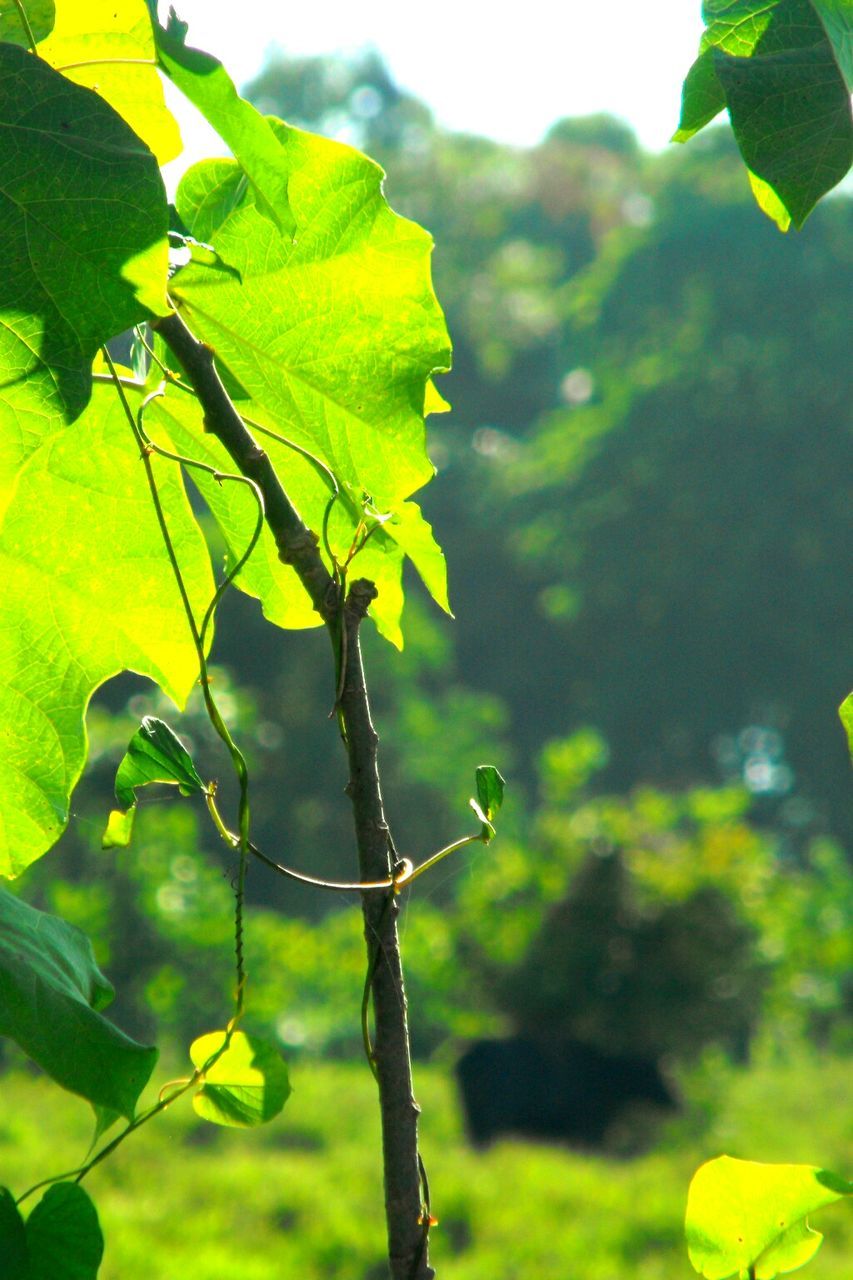 Close-up of tree branch