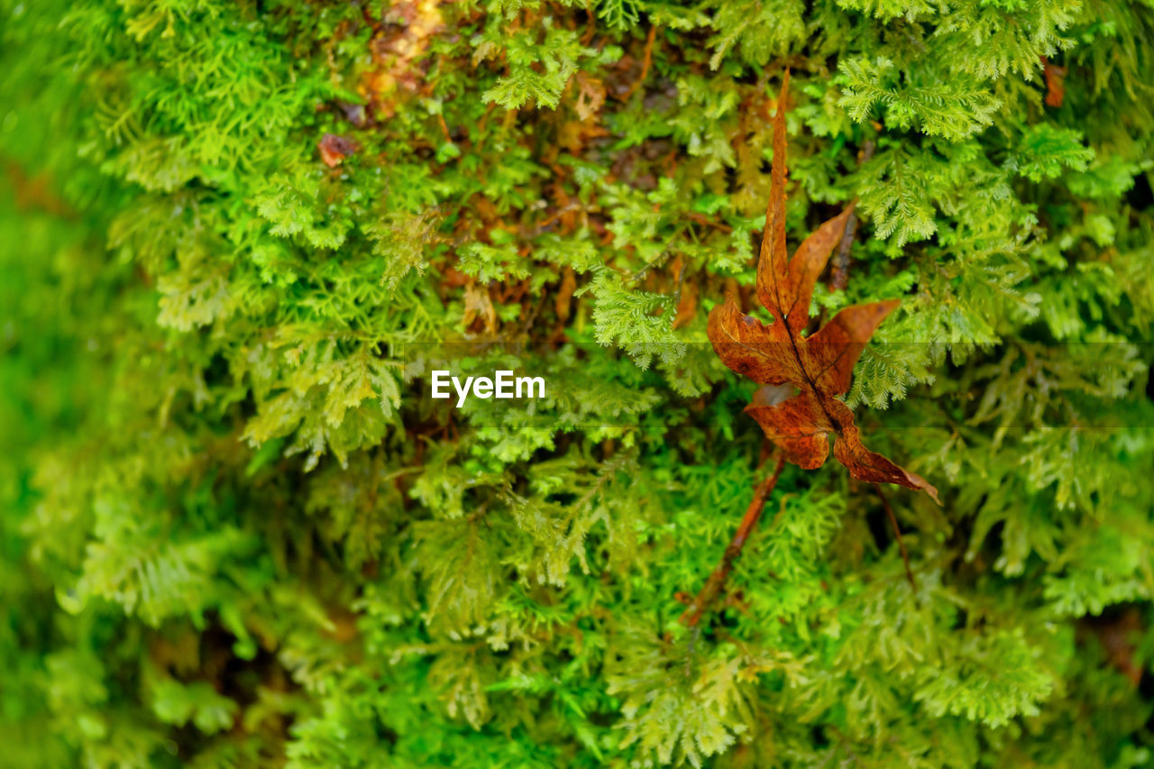 Close-up fern and moss plant forest in tropical forest on mountain, national park environment