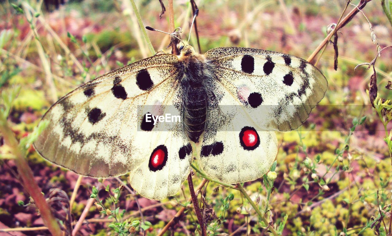 CLOSE-UP OF BUTTERFLY ON WILD LEAF