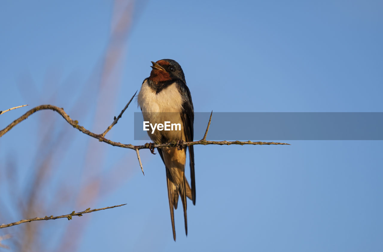 Low angle view of swallow perching on branch against sky