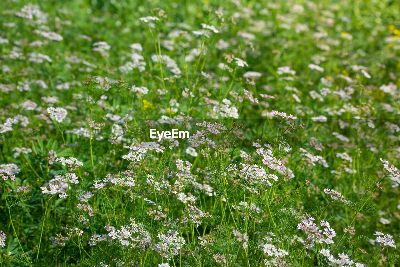 CLOSE-UP OF WHITE FLOWERING PLANTS