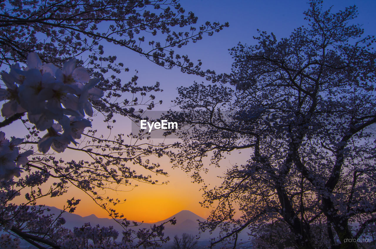 LOW ANGLE VIEW OF FLOWER TREE