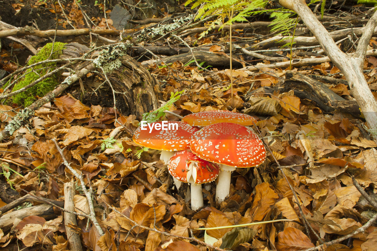 HIGH ANGLE VIEW OF FLY AGARIC MUSHROOM GROWING ON LAND