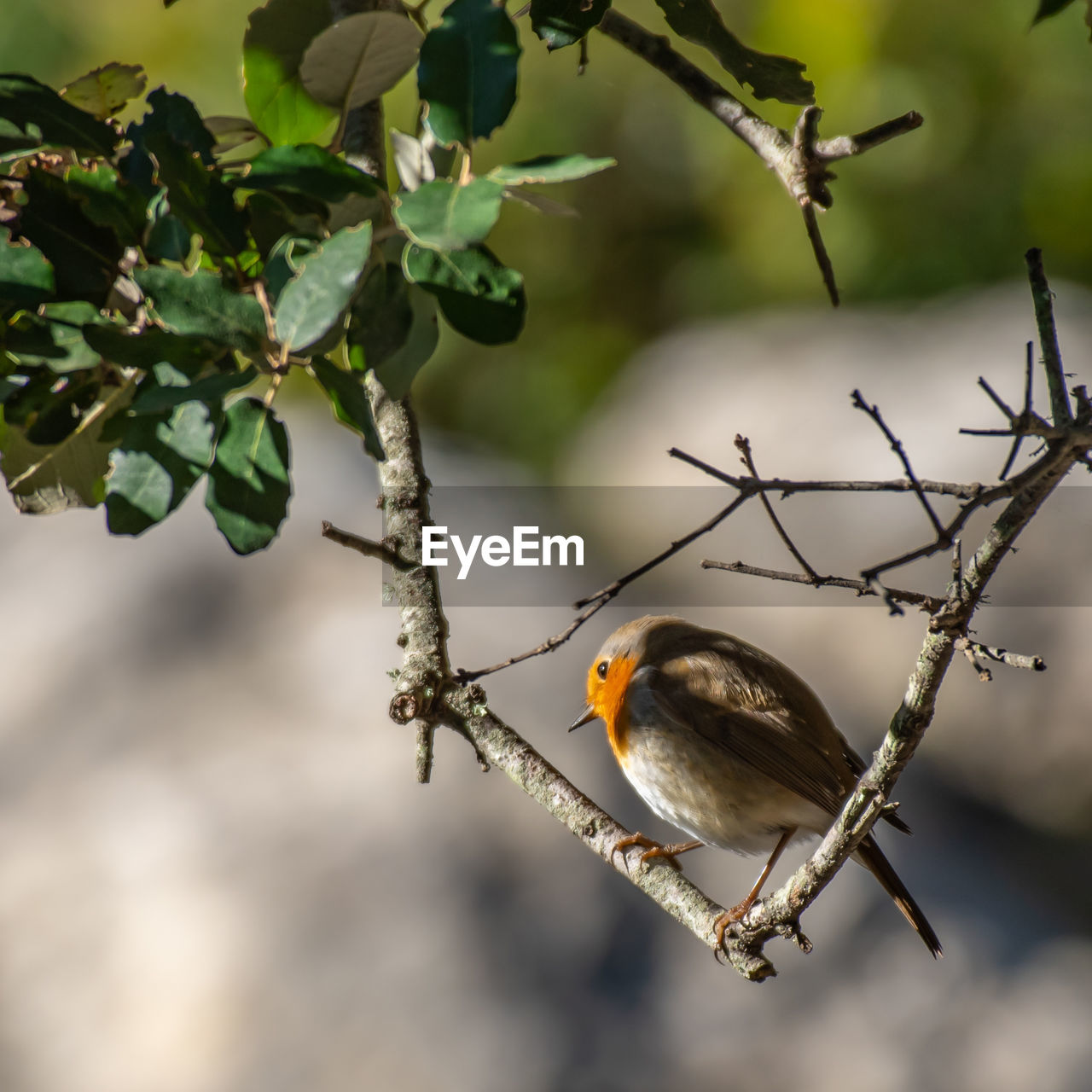 Close-up of bird perching on branch