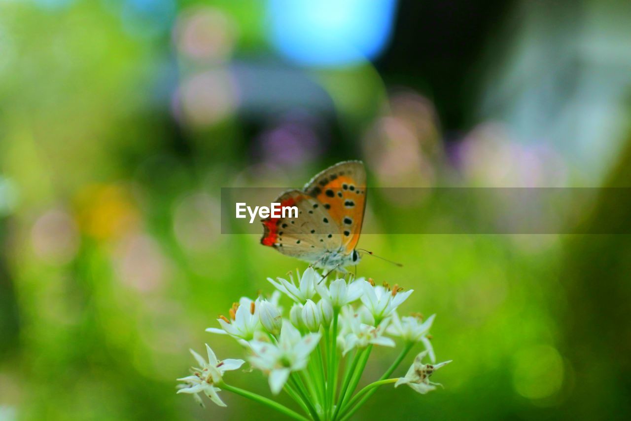 Close-up of butterfly pollinating on flower