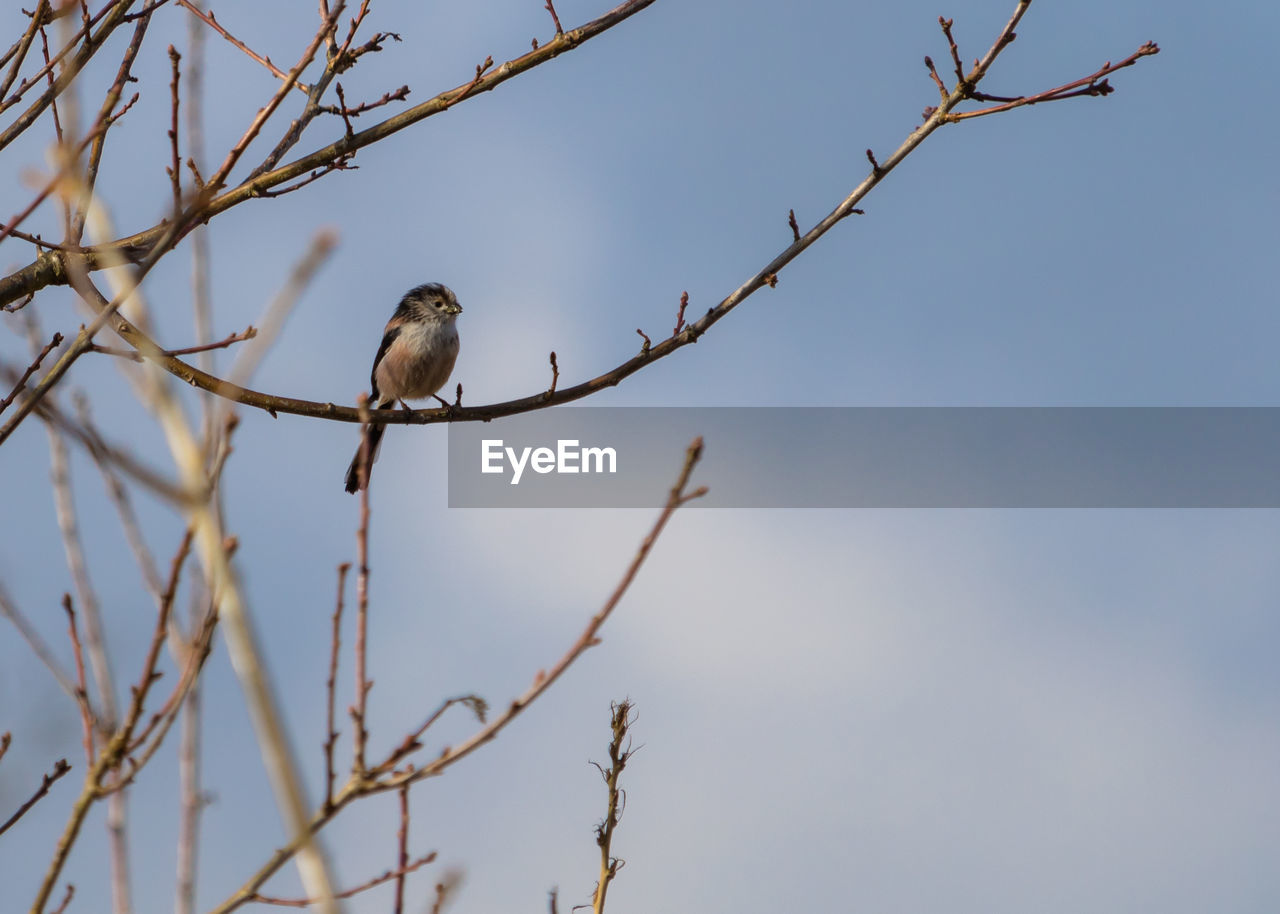 Low angle view of bird perching on branch against sky, aegithalos caudatus, springtime, england, uk