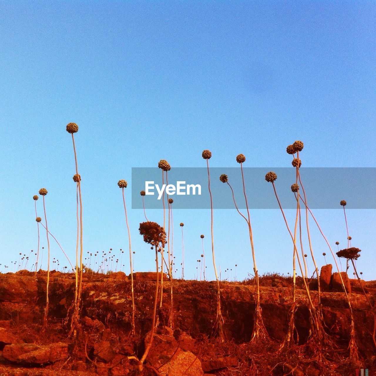 Plants growing on field against clear blue sky