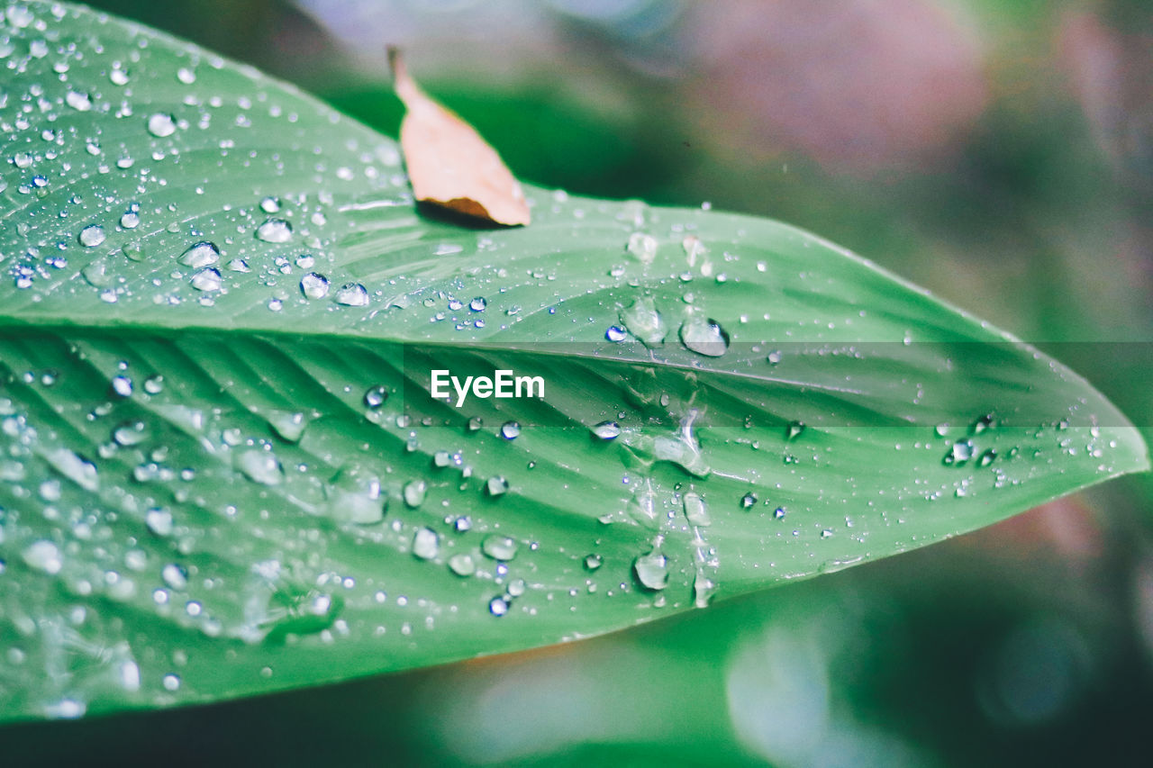 CLOSE-UP OF WATER DROPS ON LEAF