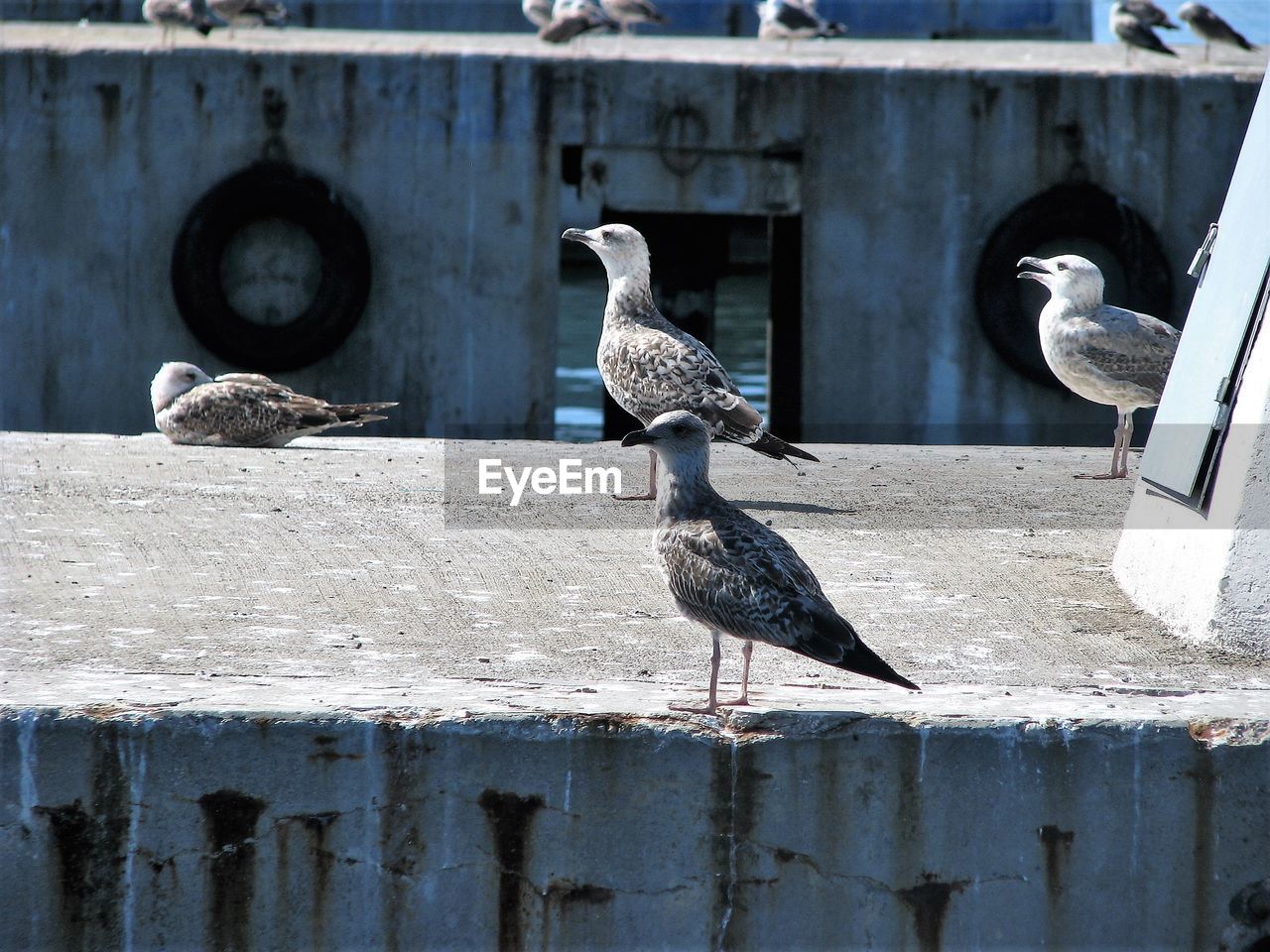 Close-up of seagulls perching on retaining wall