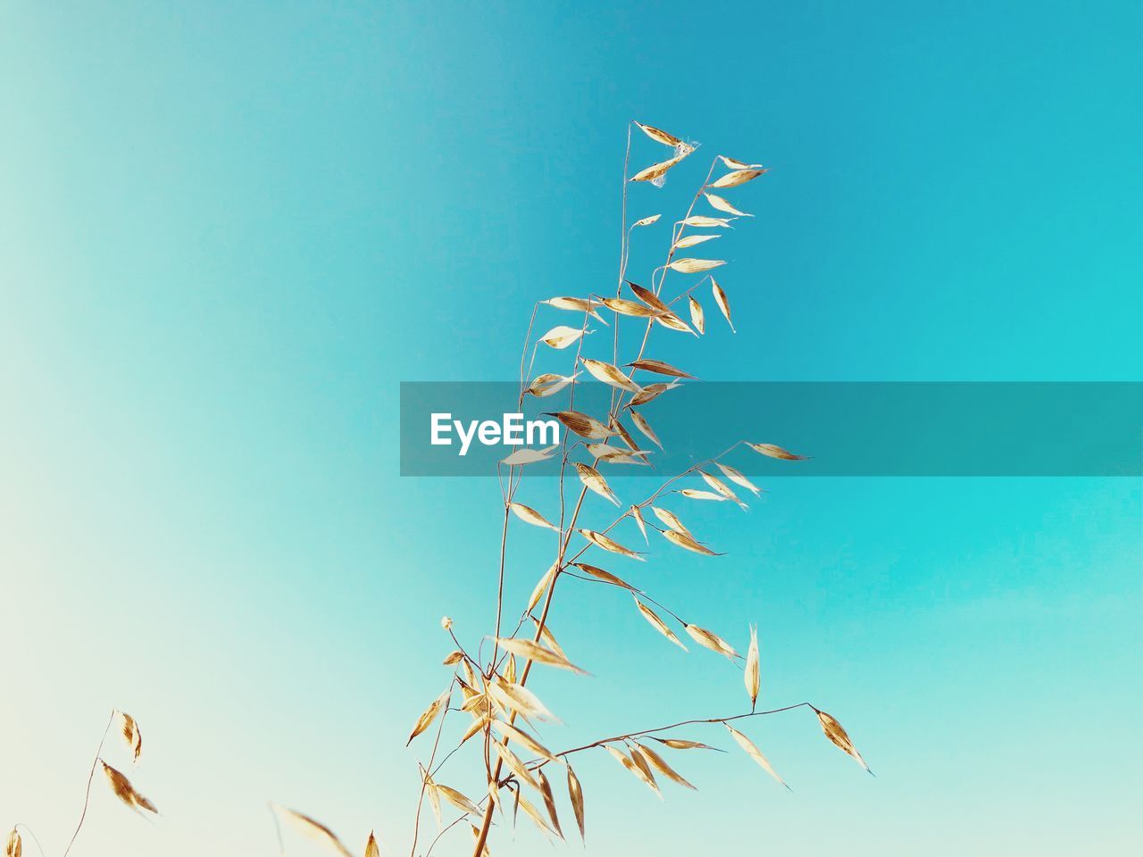 Low angle view of plant against blue sky