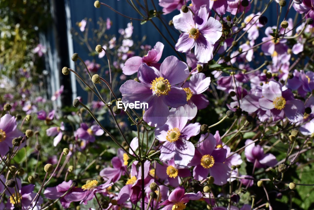 CLOSE-UP OF PINK AND PURPLE FLOWERS