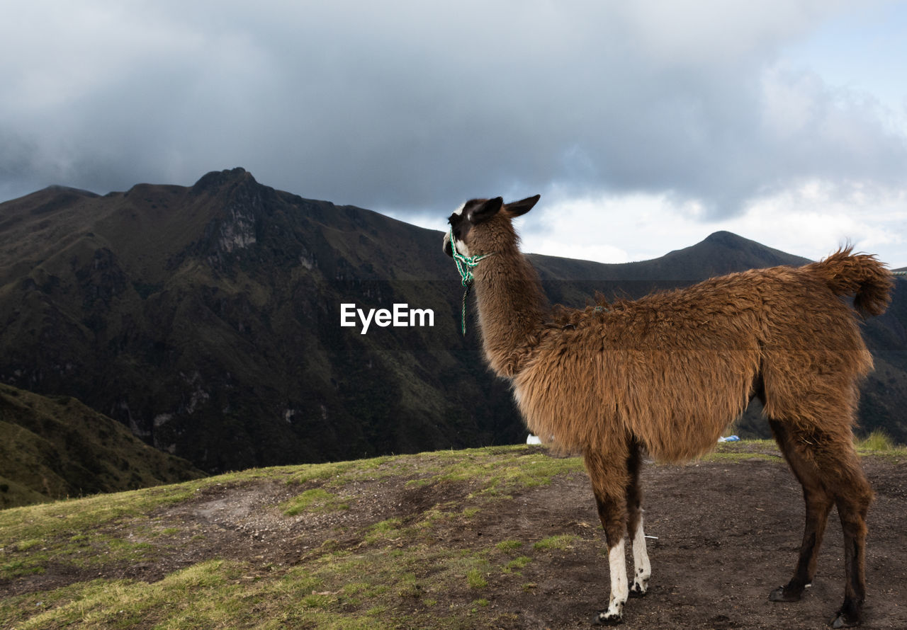 HORSE STANDING ON MOUNTAIN