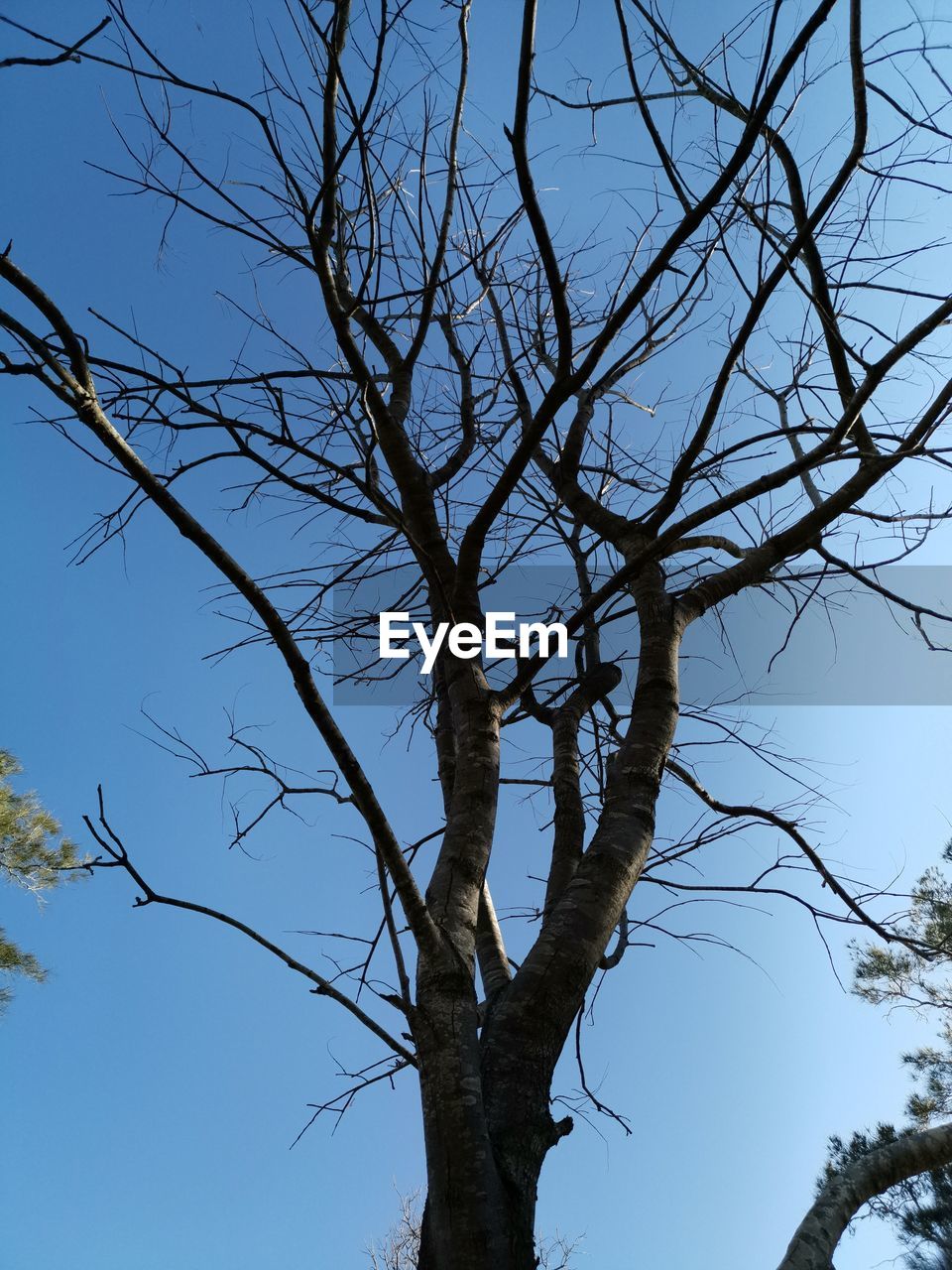 LOW ANGLE VIEW OF BARE TREE AGAINST BLUE SKY