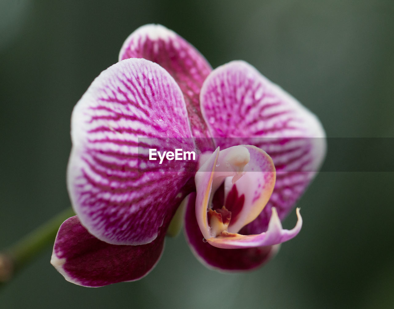 Close-up of pink orchid