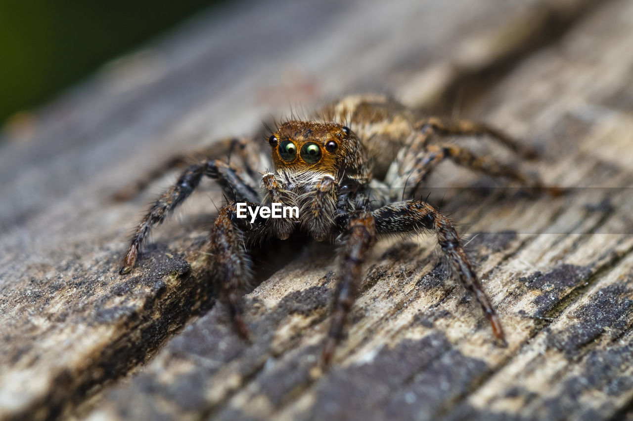 Close-up of jumping spider on wooden surface