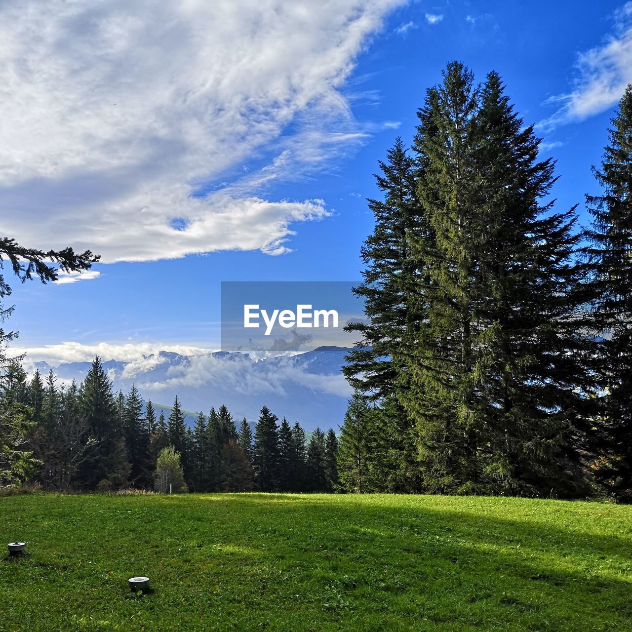 Pine trees on field against sky