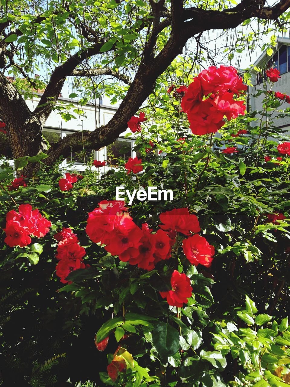 CLOSE-UP OF FRESH RED FLOWERS BLOOMING ON TREE IN PARK