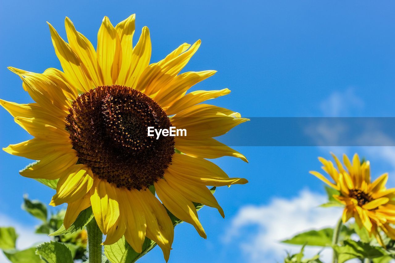 Low angle view of sunflower against sky