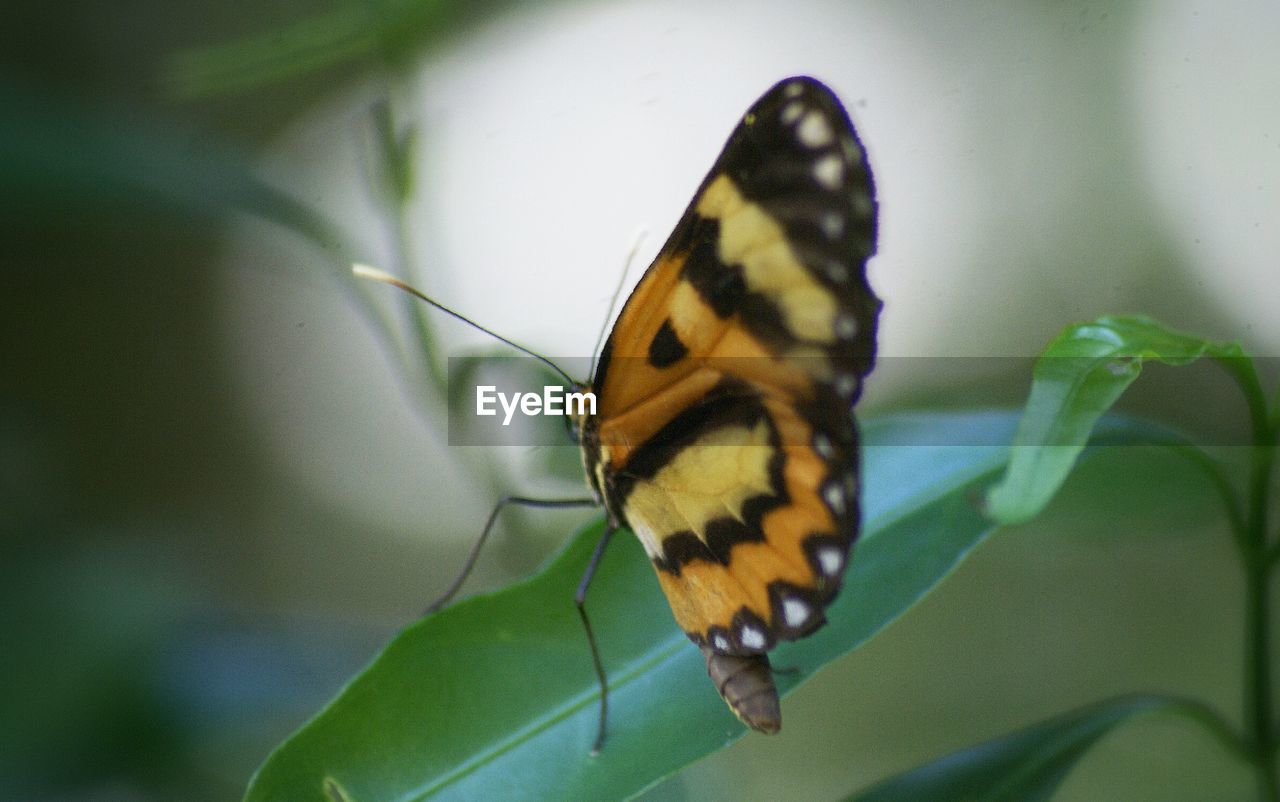 CLOSE-UP OF BUTTERFLY PERCHING ON WHITE SURFACE