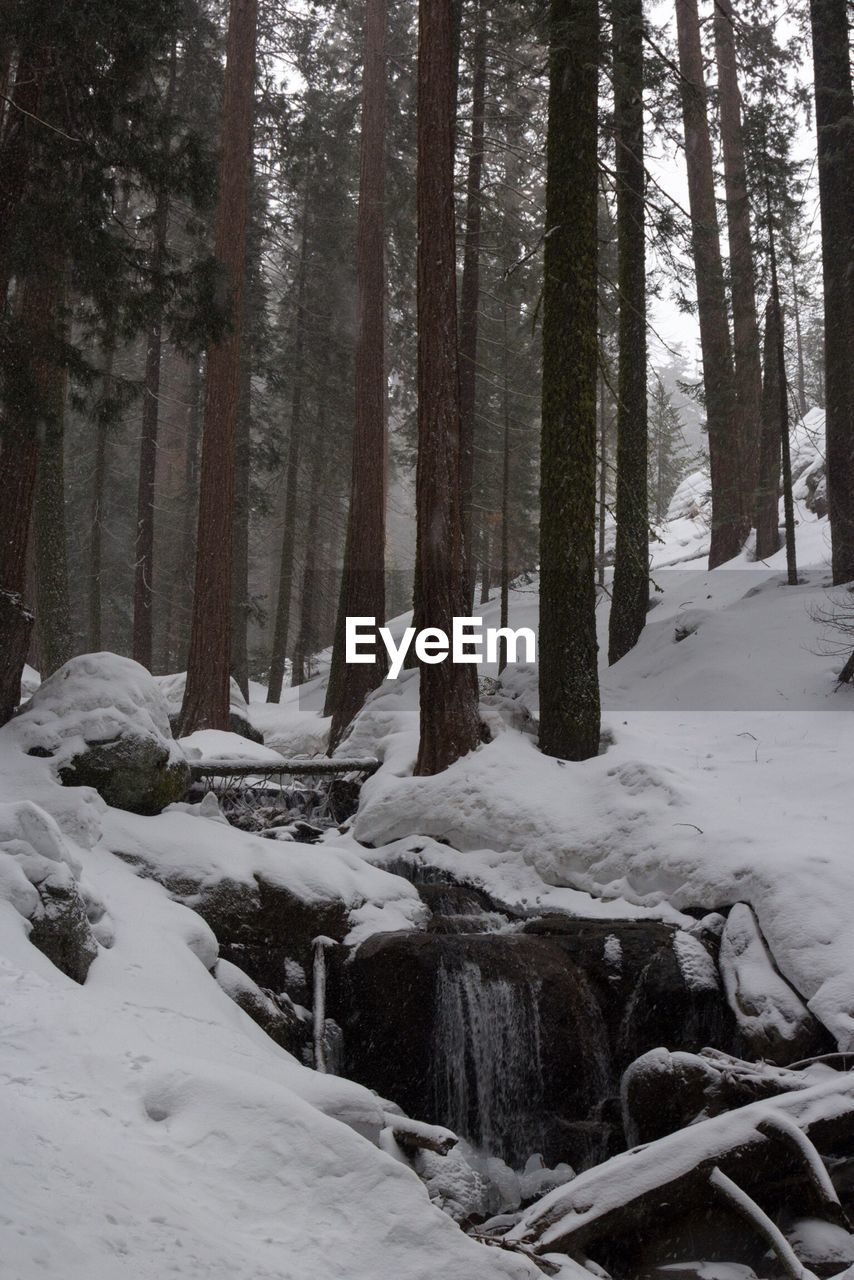 TREES IN WINTER FOREST