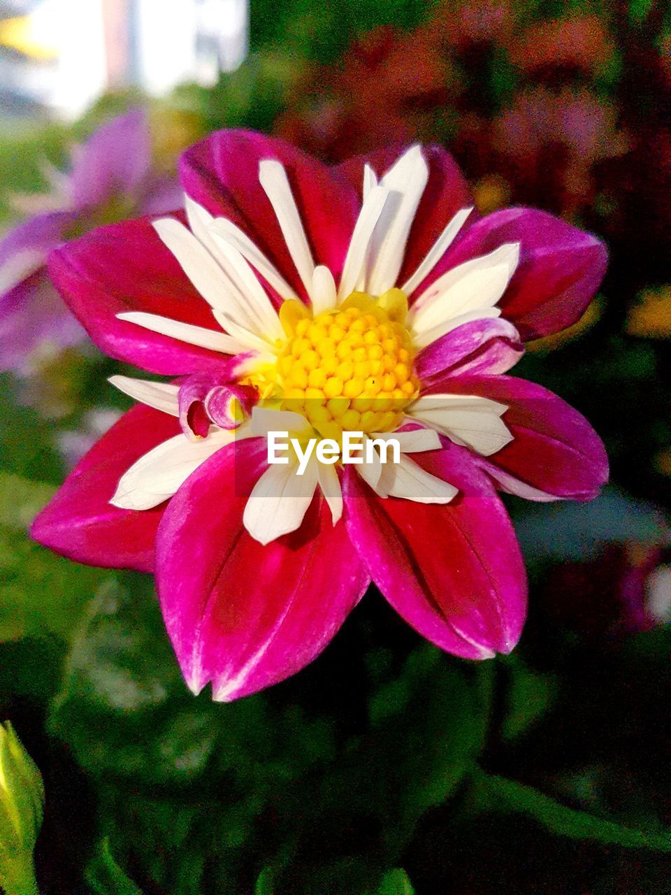 Close-up of pink flower blooming outdoors