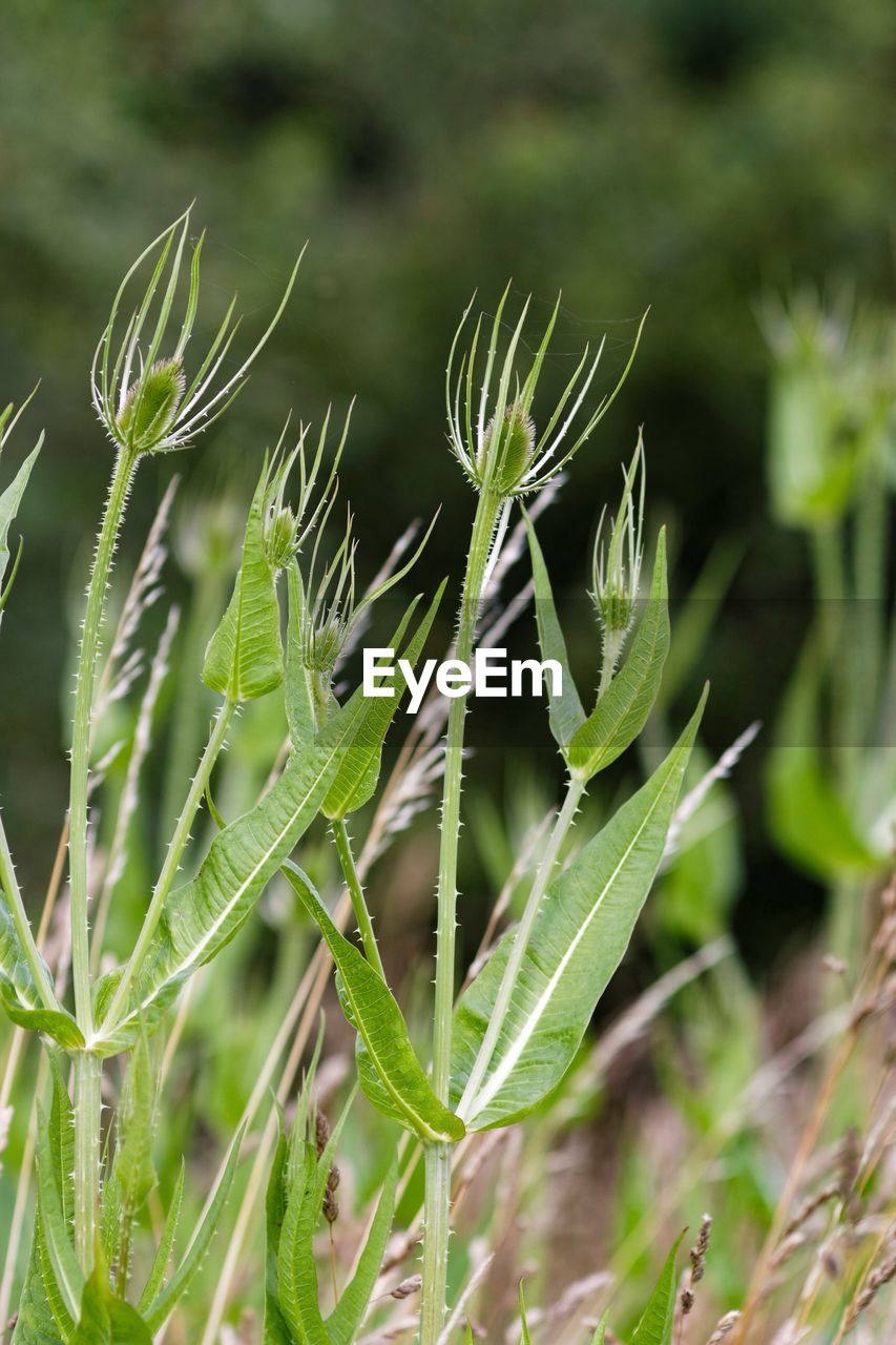 Close-up of leaves