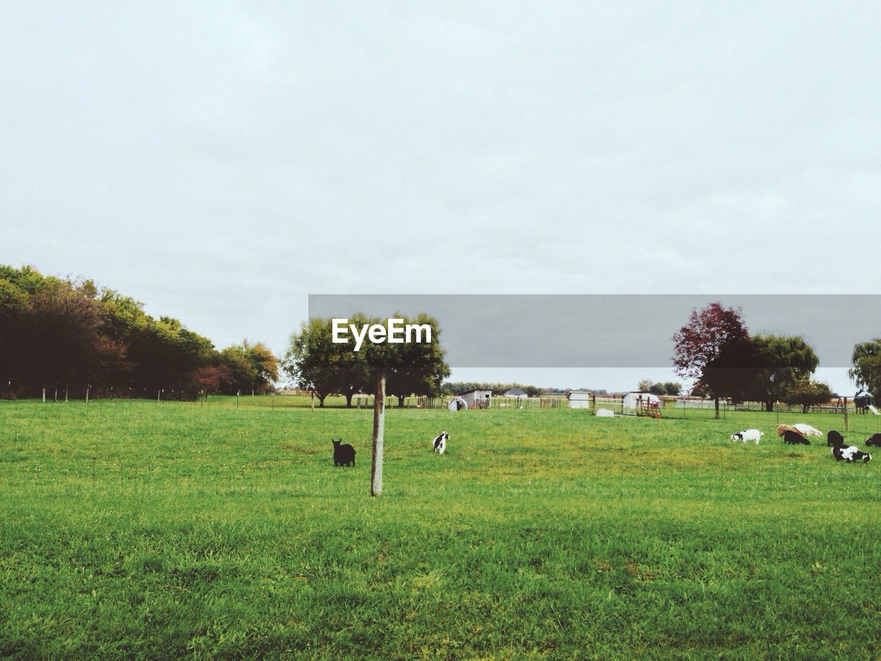 SCENIC VIEW OF GRASSY FIELD AGAINST SKY