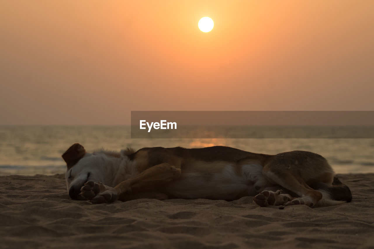 Dog relaxing on beach against sky during sunset
