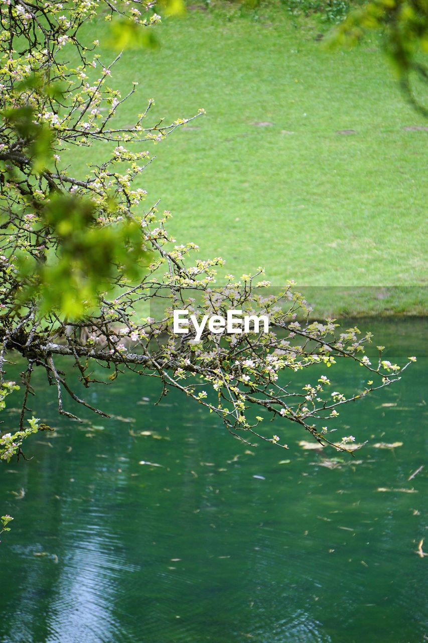 CLOSE-UP OF FRESH FLOWER TREE WITH WATER IN BACKGROUND