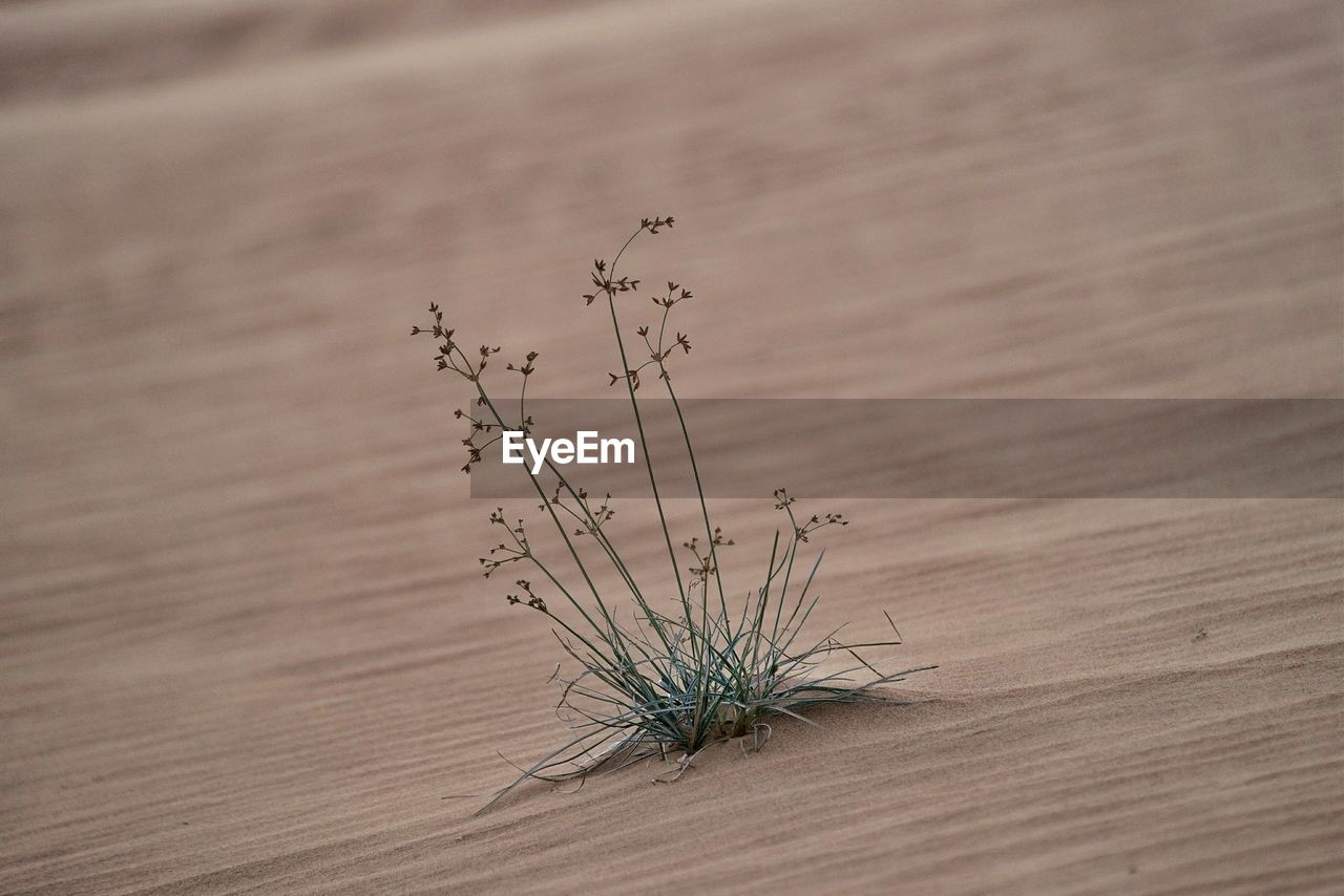 High angle view of plants growing on field