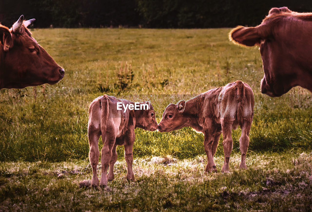 Cows and calves on field