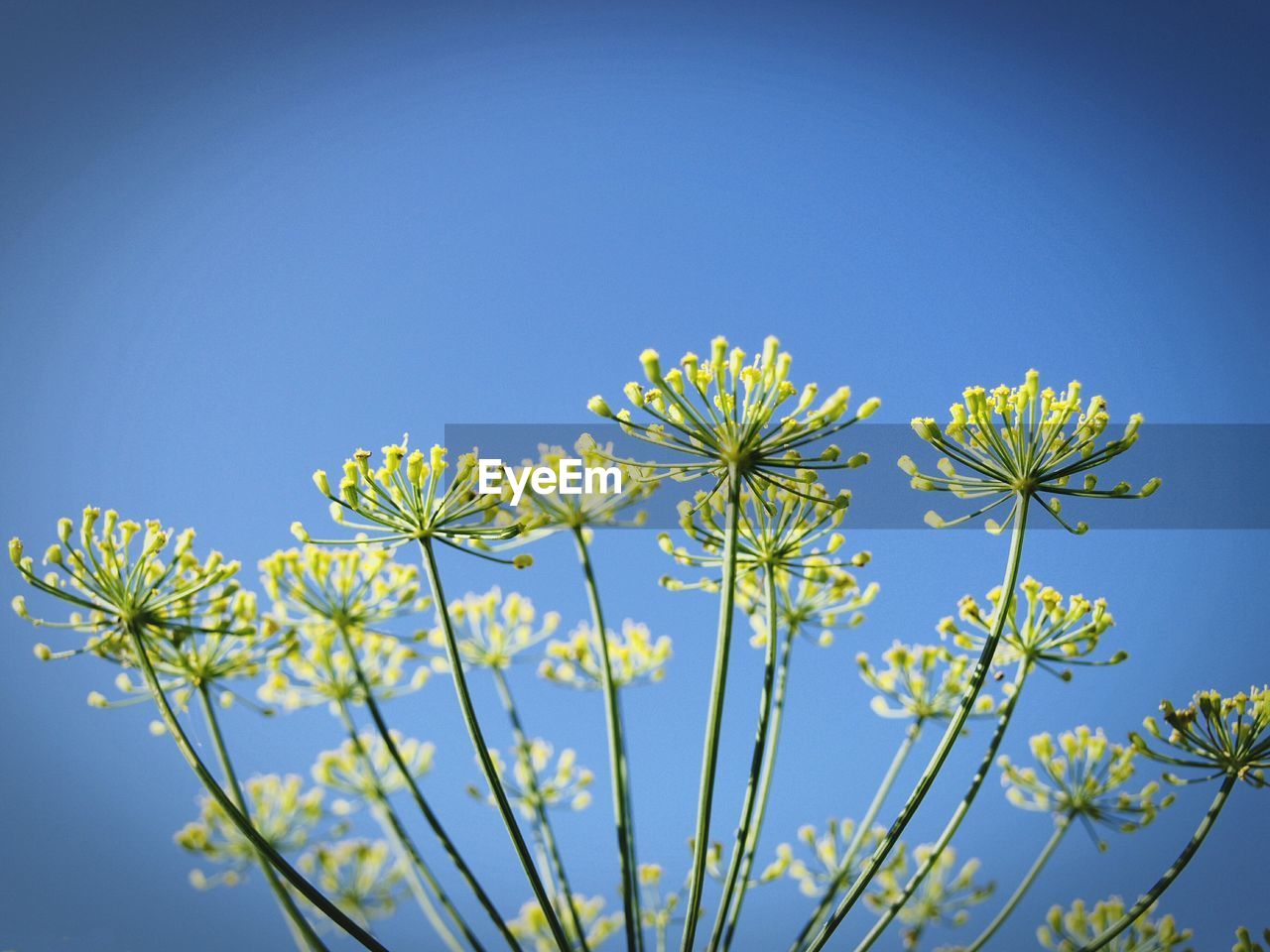 Low angle view of flowers blooming against clear blue sky