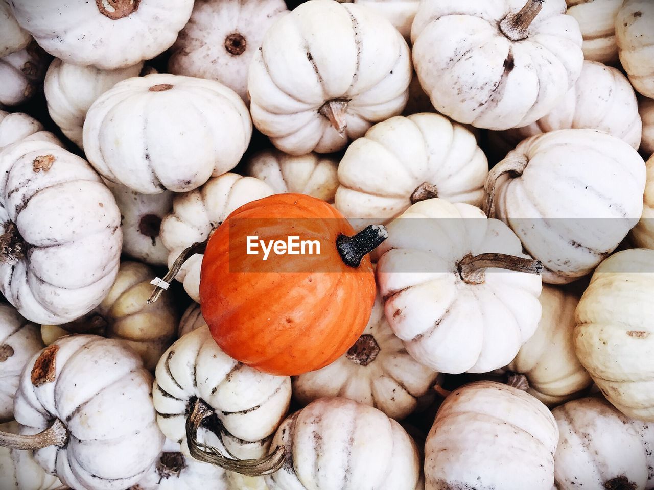 Full frame shot of pumpkins