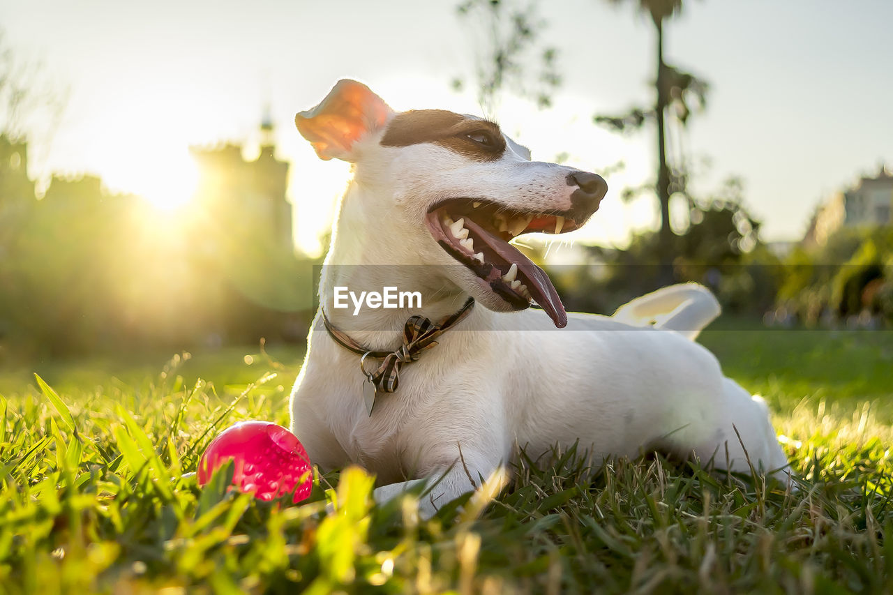 VIEW OF A DOG ON FIELD