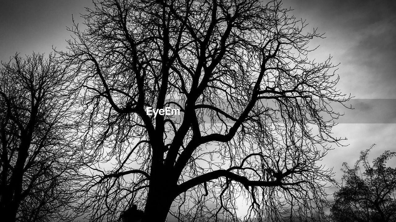 LOW ANGLE VIEW OF SILHOUETTE TREE