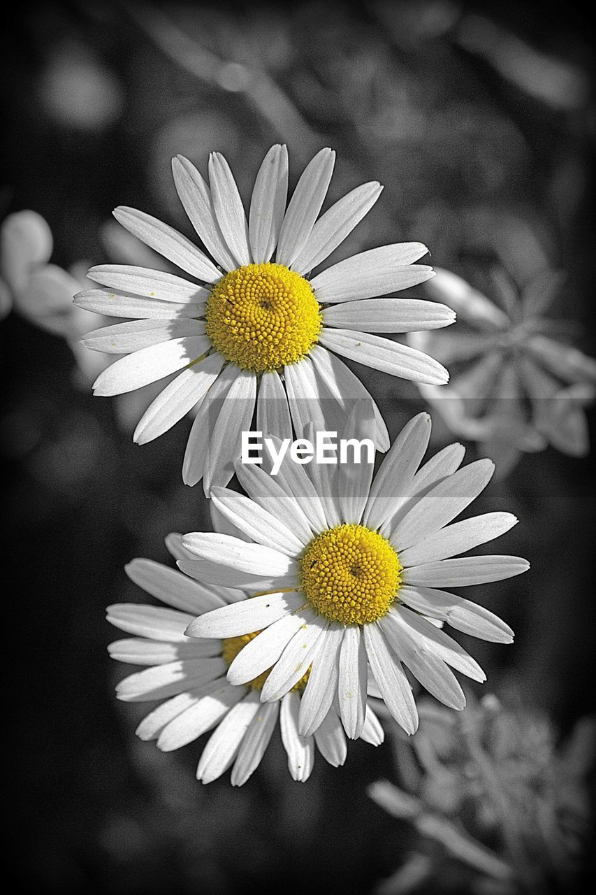 Close-up of daisy flowers blooming outdoors