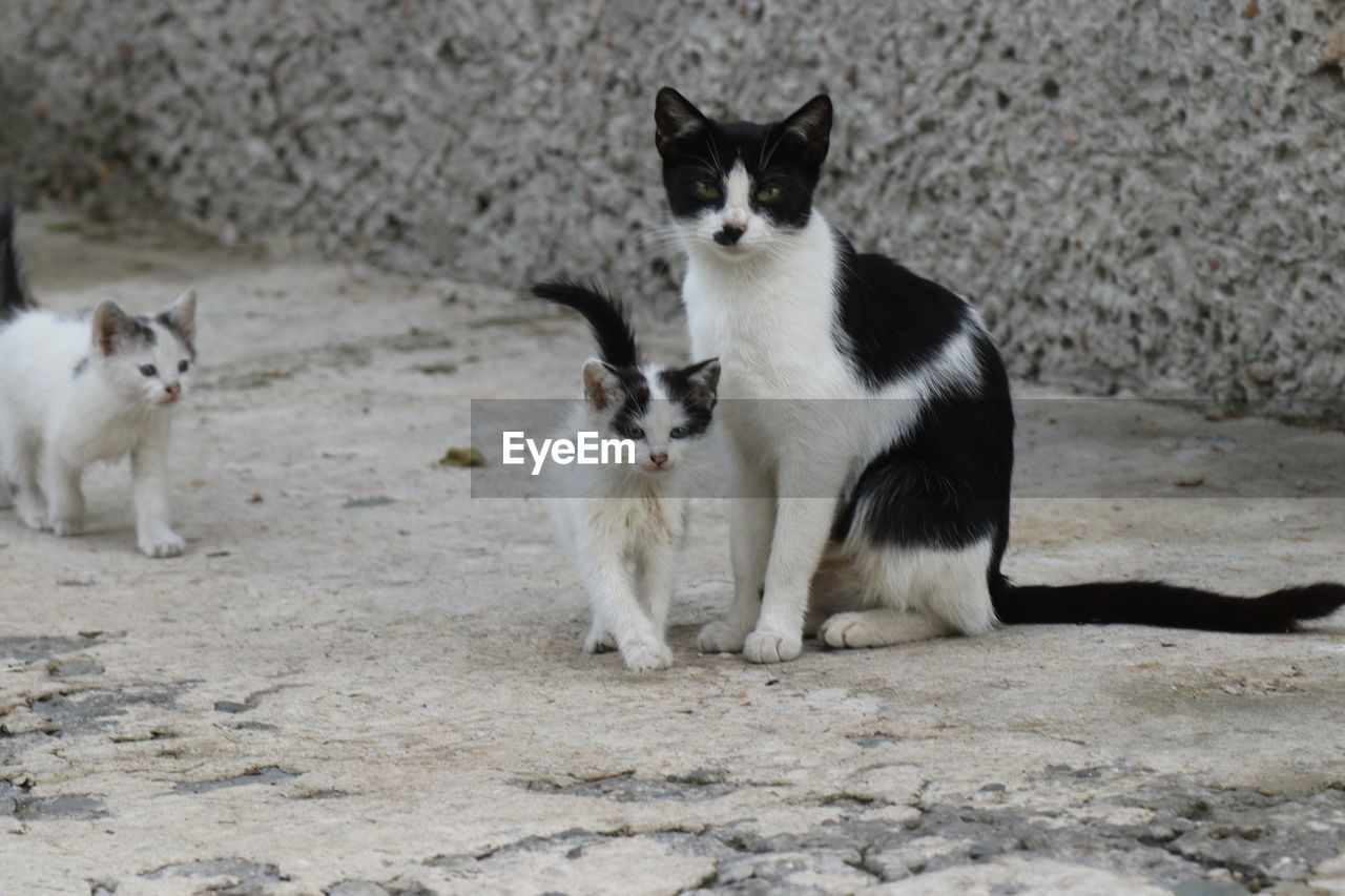 PORTRAIT OF CATS