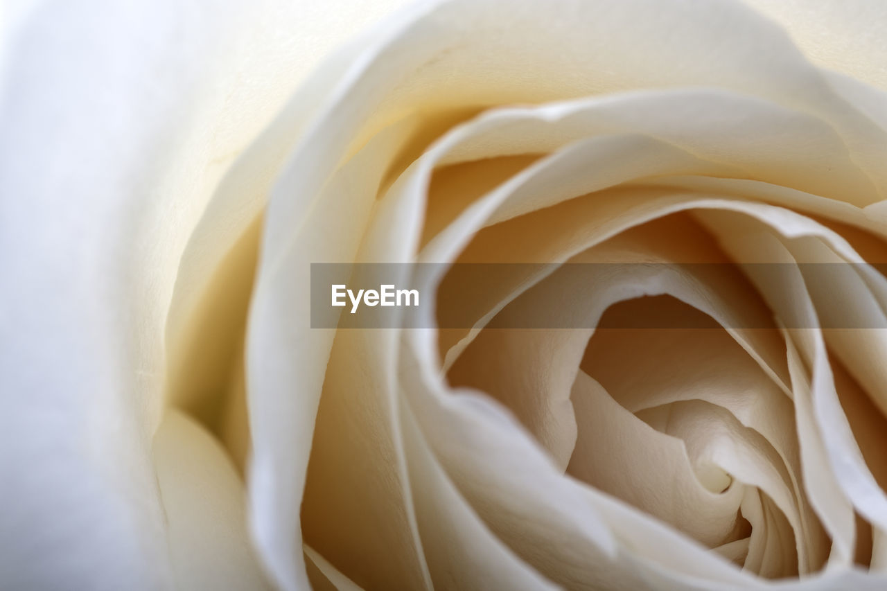 CLOSE-UP OF ROSE ON WHITE ROSES