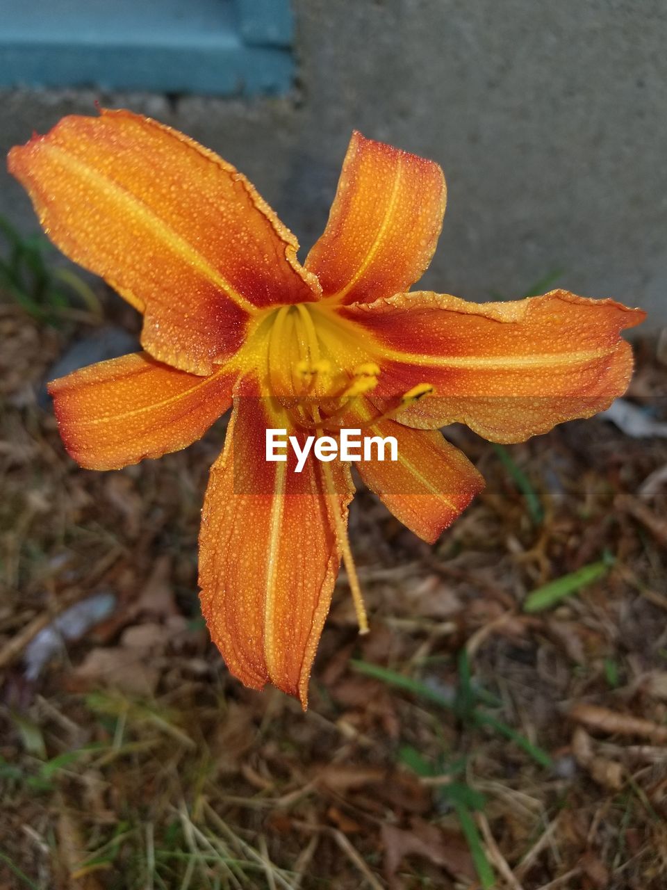 CLOSE-UP OF ORANGE FLOWER IN SUNLIGHT