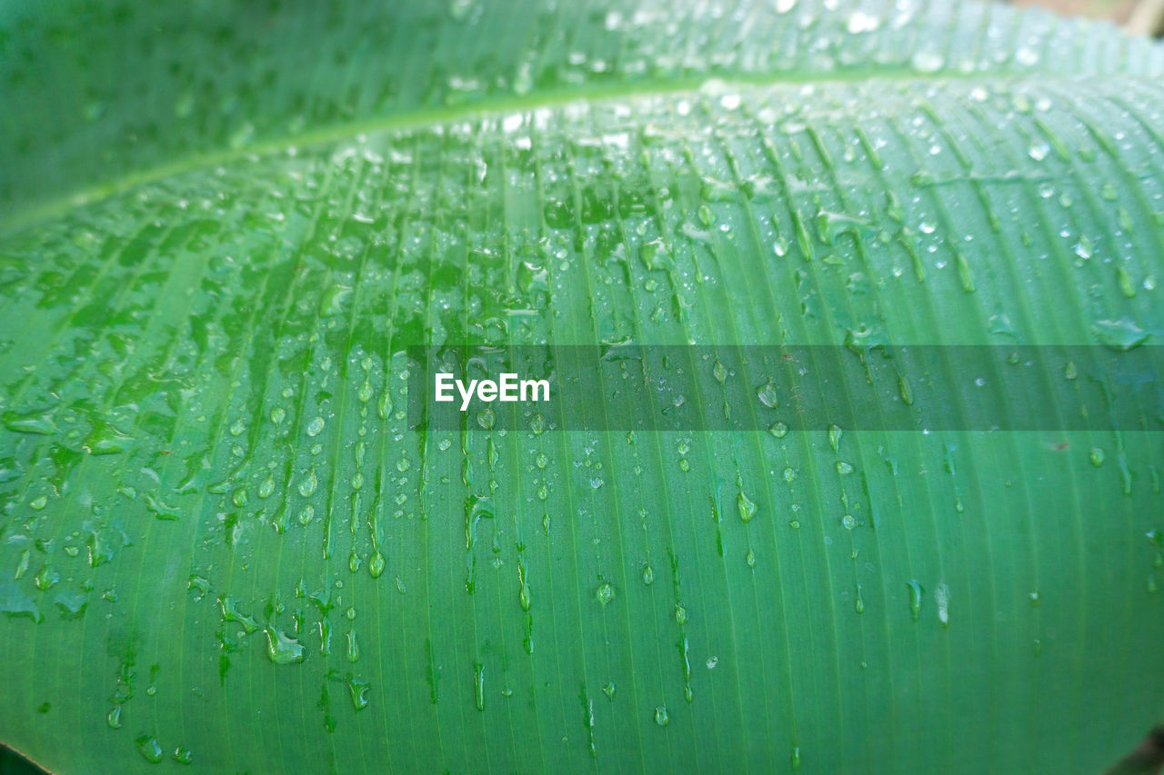 FULL FRAME SHOT OF WET RAINDROPS ON GREEN LEAF