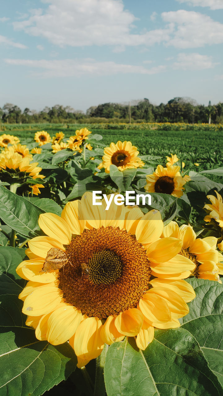 plant, flower, sunflower, flowering plant, beauty in nature, freshness, yellow, flower head, nature, growth, sky, fragility, petal, field, inflorescence, cloud, landscape, land, rural scene, sunflower seed, close-up, agriculture, no people, plant part, pollen, leaf, day, environment, outdoors, springtime, botany, sunlight, summer, scenics - nature, blossom, tranquility, farm