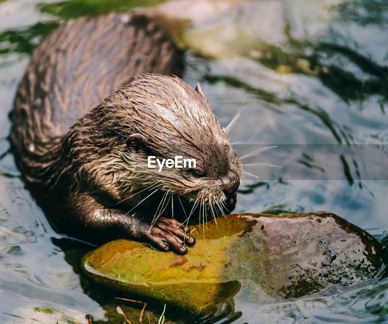 Close-up of otter on rock in lake