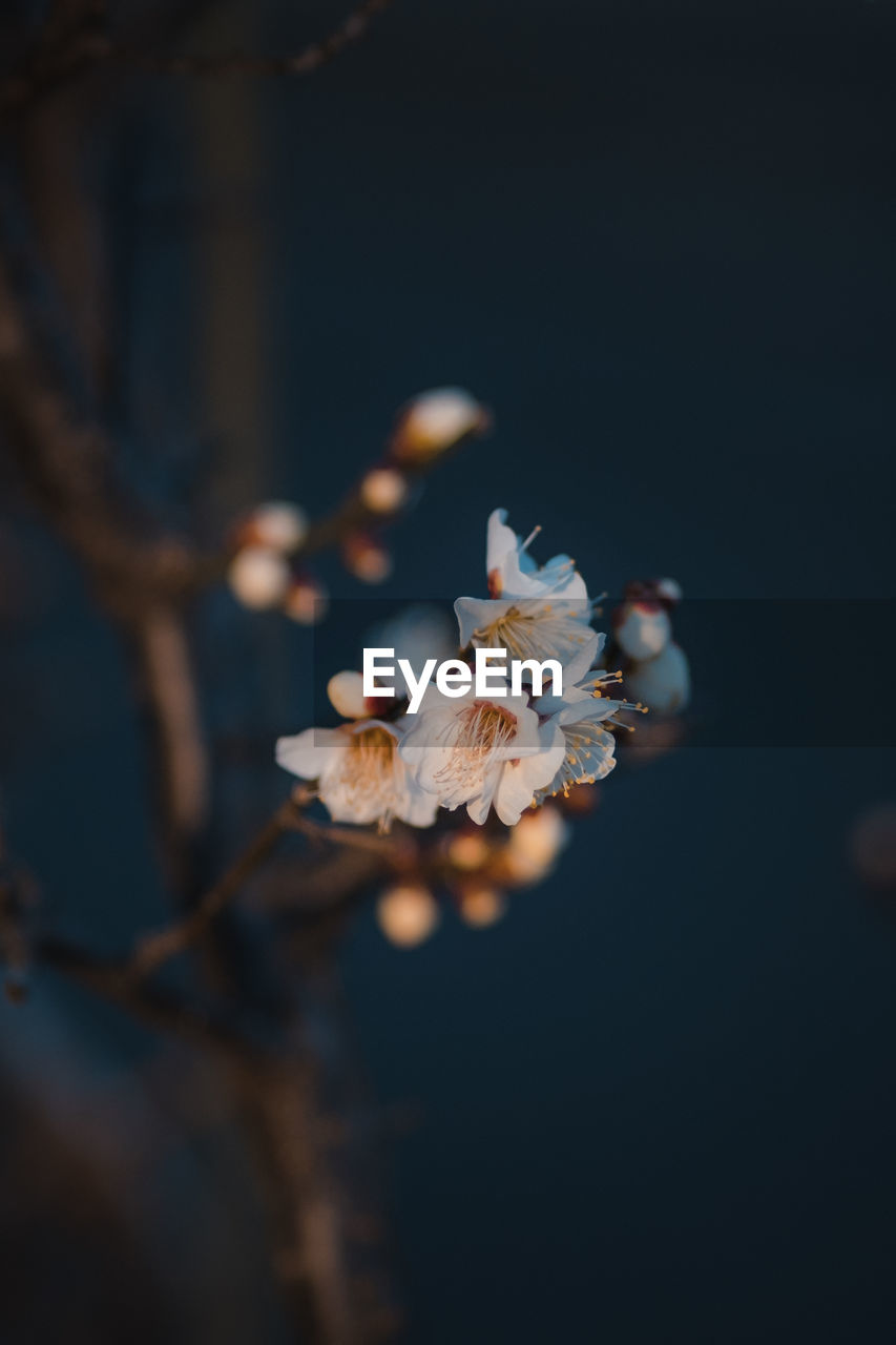 plant, flower, flowering plant, beauty in nature, branch, macro photography, nature, close-up, fragility, freshness, tree, no people, spring, leaf, blossom, growth, focus on foreground, springtime, outdoors, petal, flower head, white, selective focus, copy space, inflorescence, twig, pollen