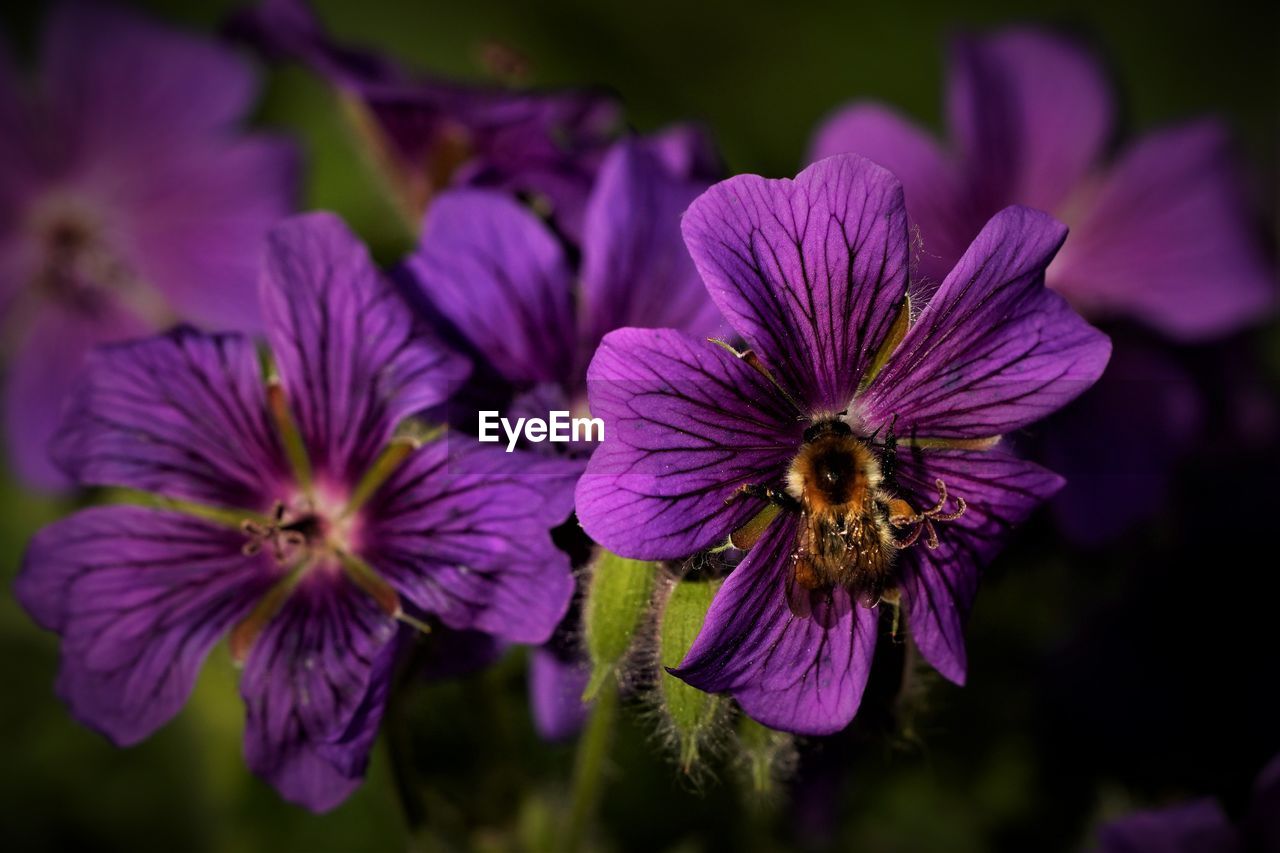 Close-up of purple flowering plant