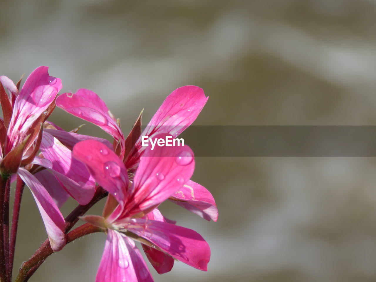 CLOSE-UP OF PINK FLOWERS