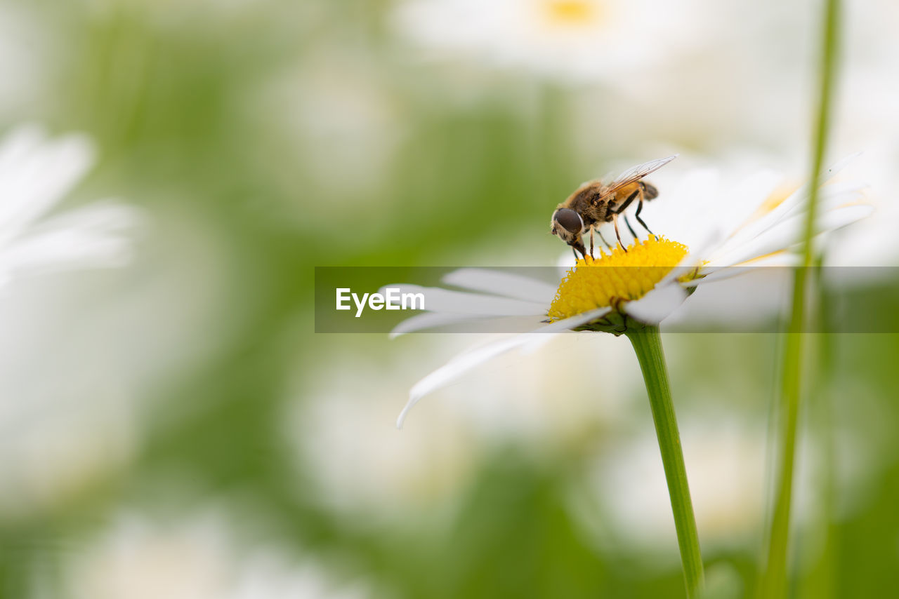 CLOSE-UP OF HONEY BEE ON FLOWER